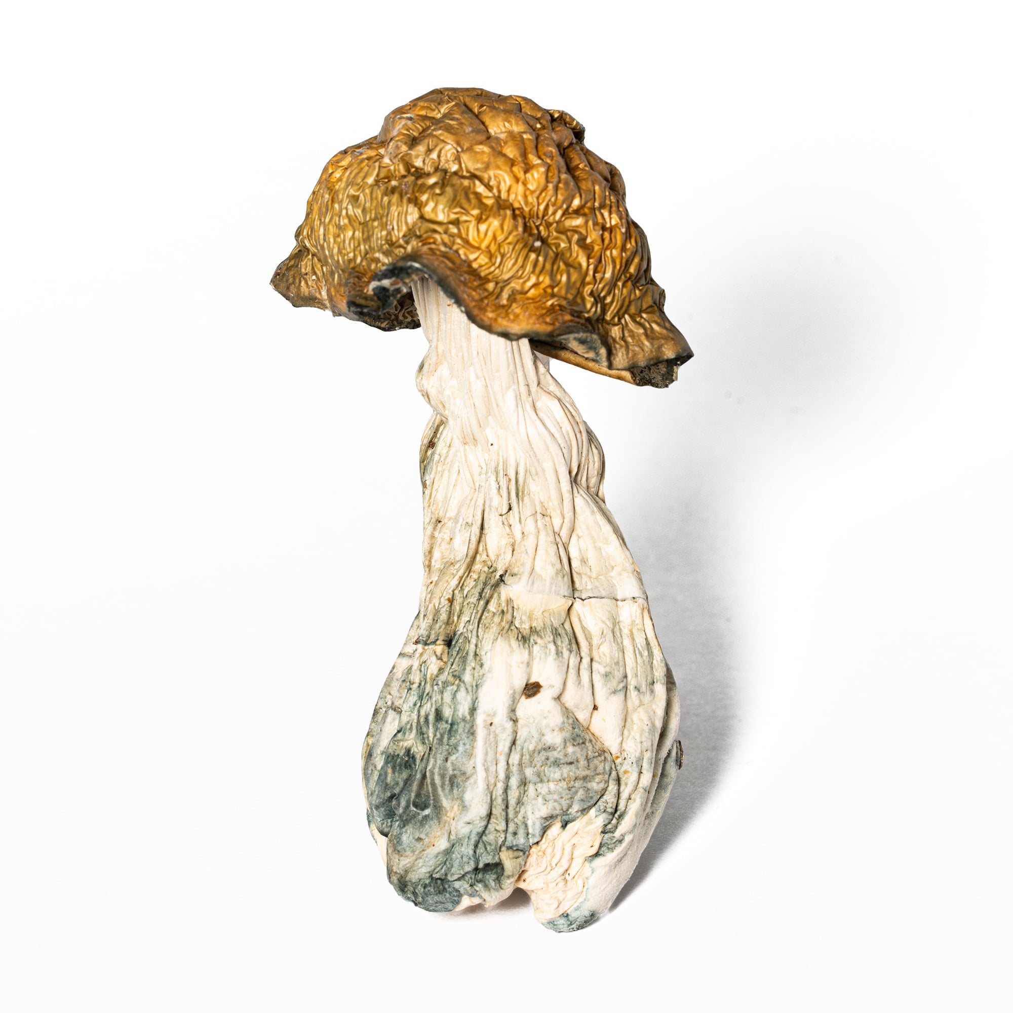Golden Penis Envy Mushrooms Golden Penis Envy Mushrooms