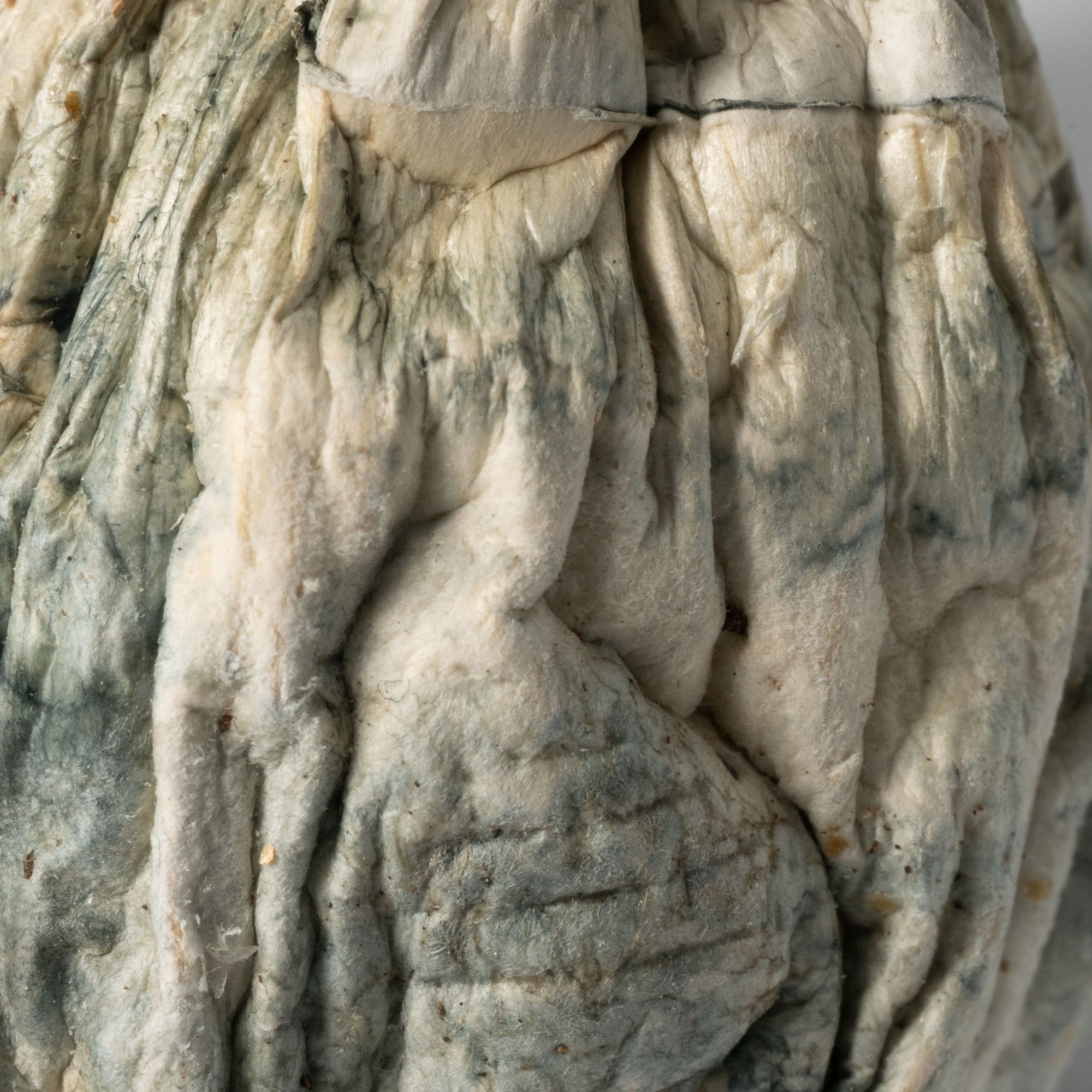 Golden Penis Envy Mushrooms Golden Penis Envy Mushrooms