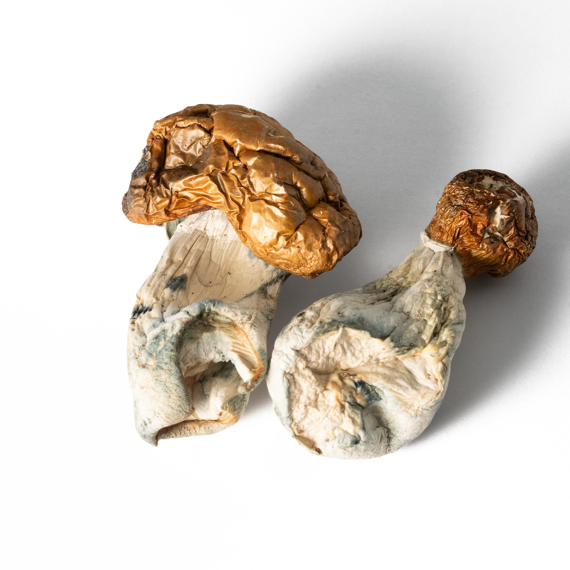 Koh Samui Mushrooms Koh Samui Mushrooms