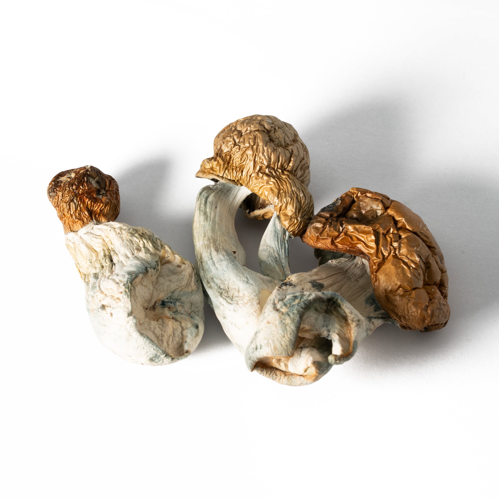 Koh Samui Mushrooms Koh Samui Mushrooms