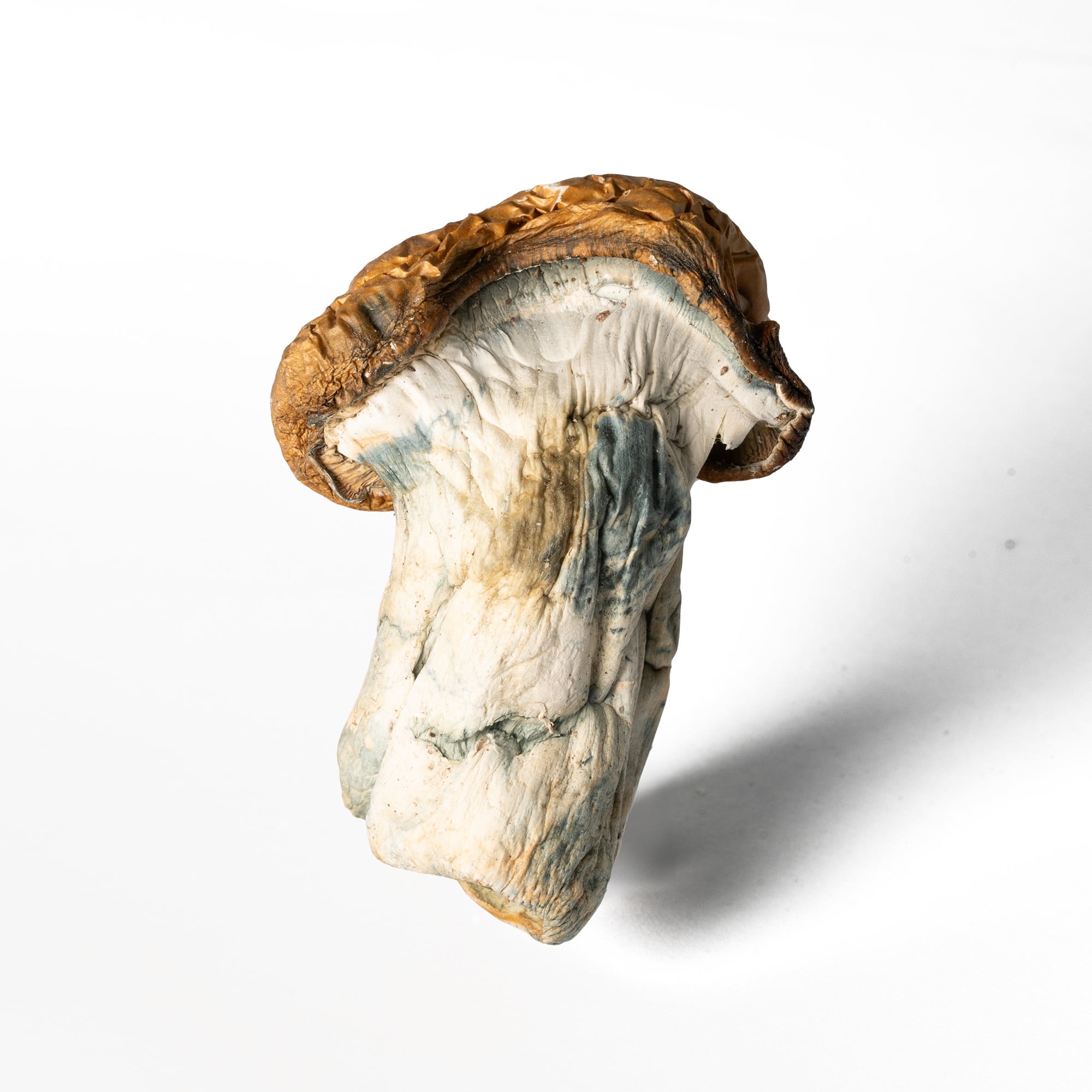 Koh Samui Mushrooms Koh Samui Mushrooms