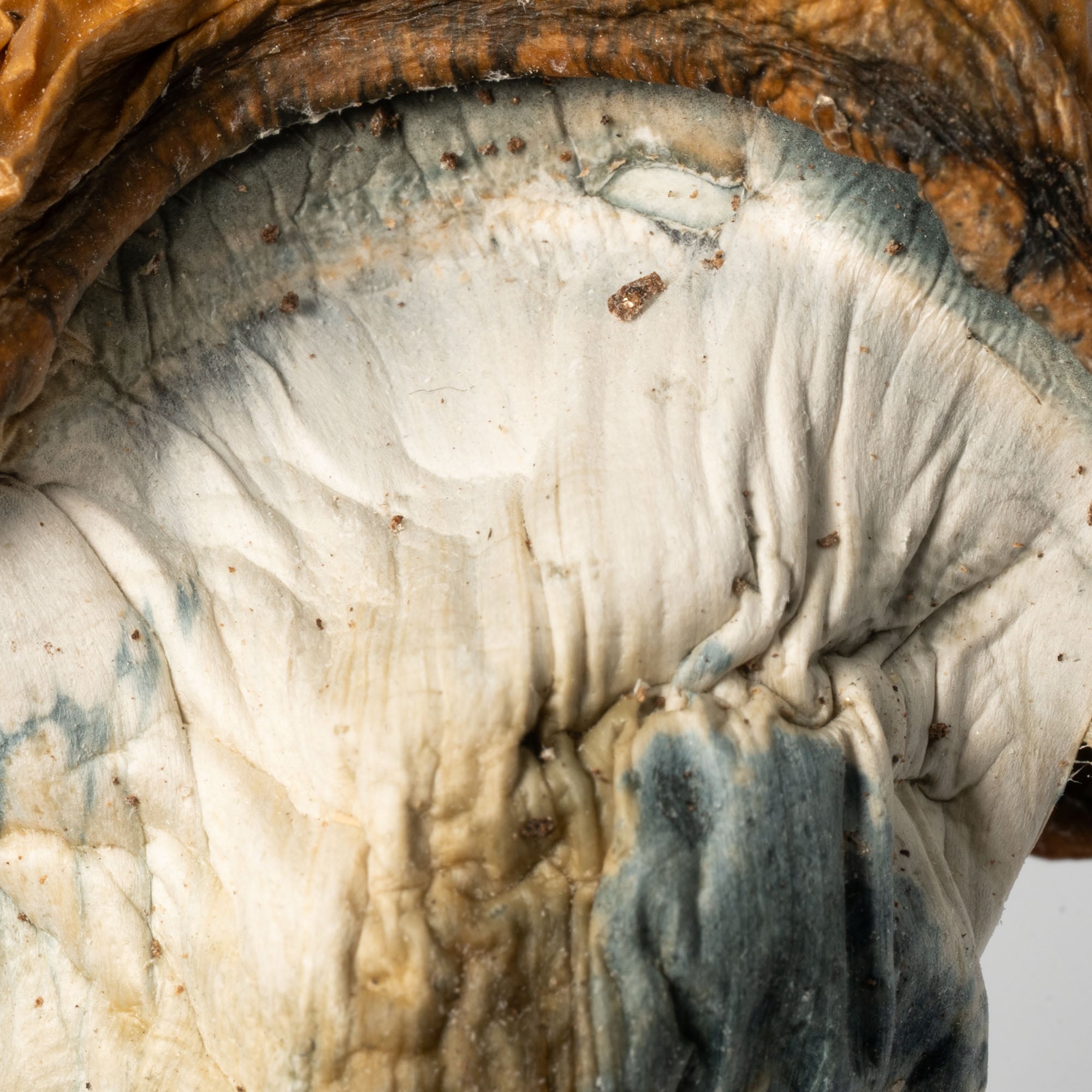 Koh Samui Mushrooms Koh Samui Mushrooms