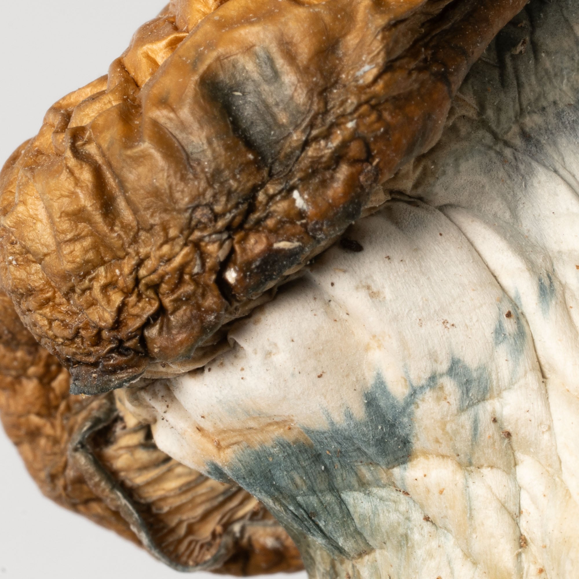 Koh Samui Mushrooms Koh Samui Mushrooms