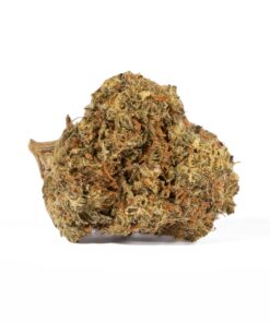 Moby Dick (AA+)