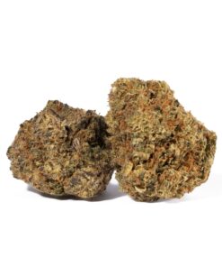 Moby Dick (AA+)