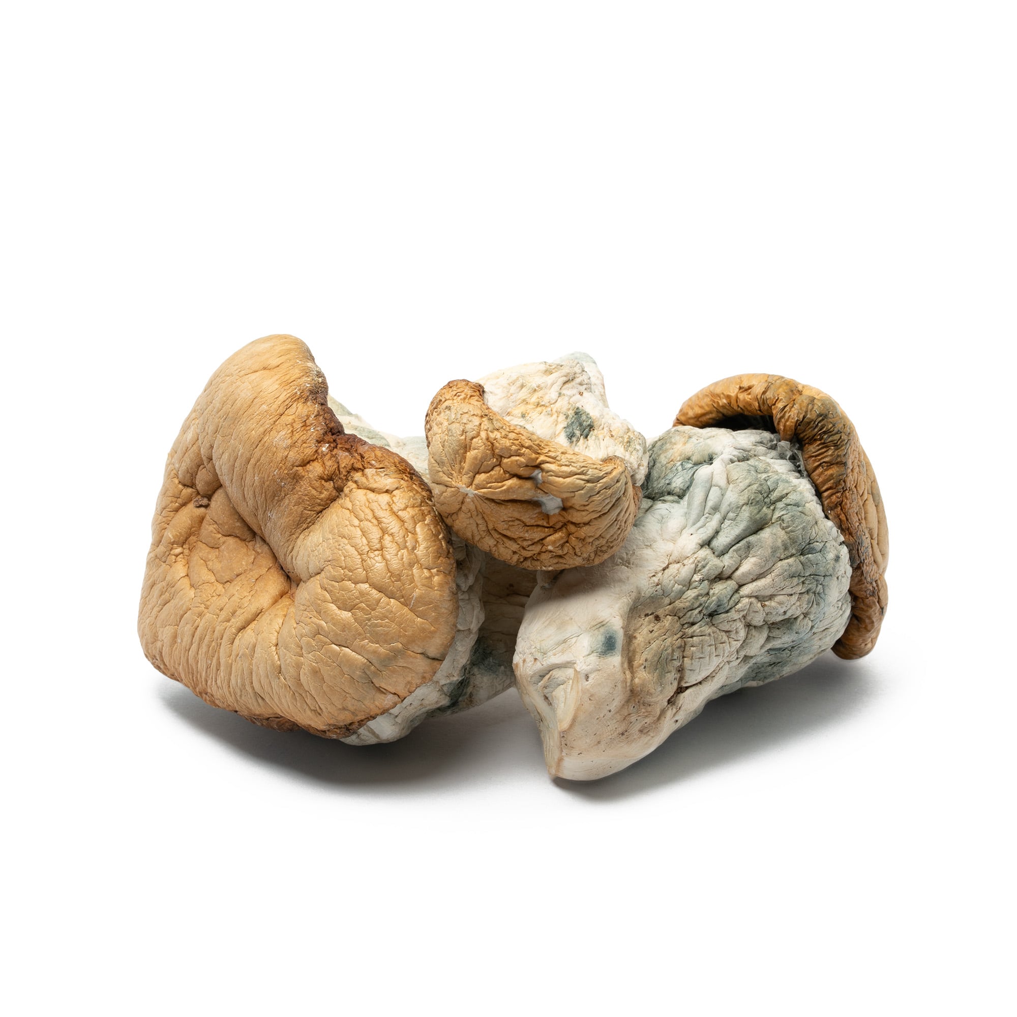 Squat Mak Mushrooms Squat Mak Mushrooms