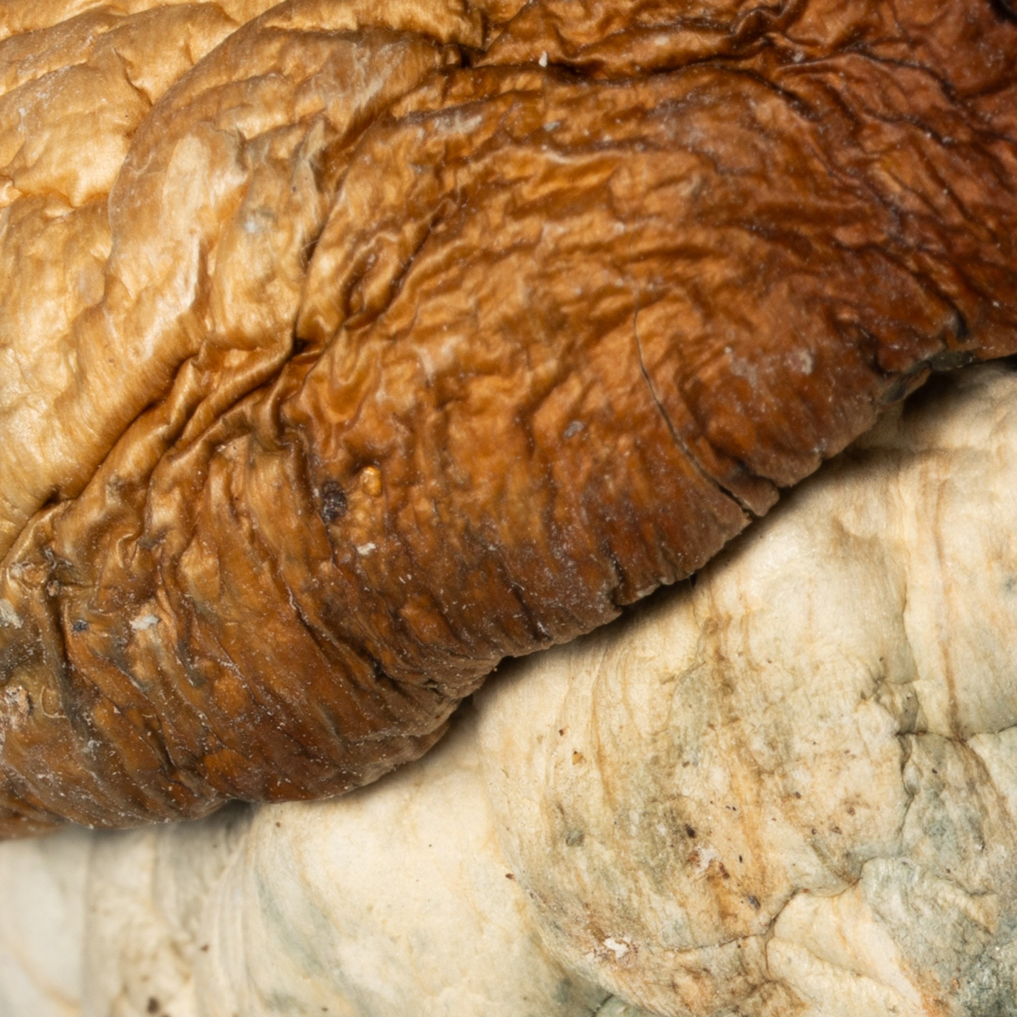 Squat Mak Mushrooms Squat Mak Mushrooms