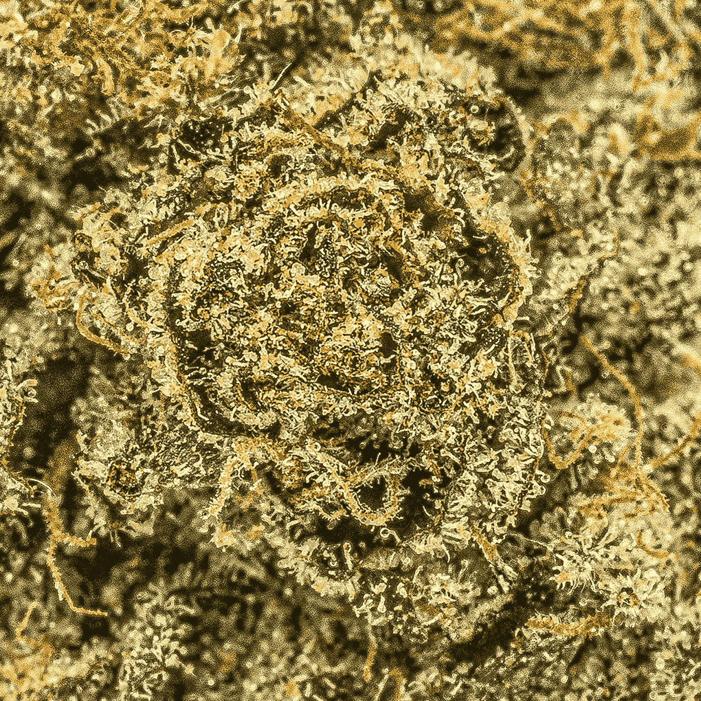 Starfighter (AAA) Starfighter (AAA)