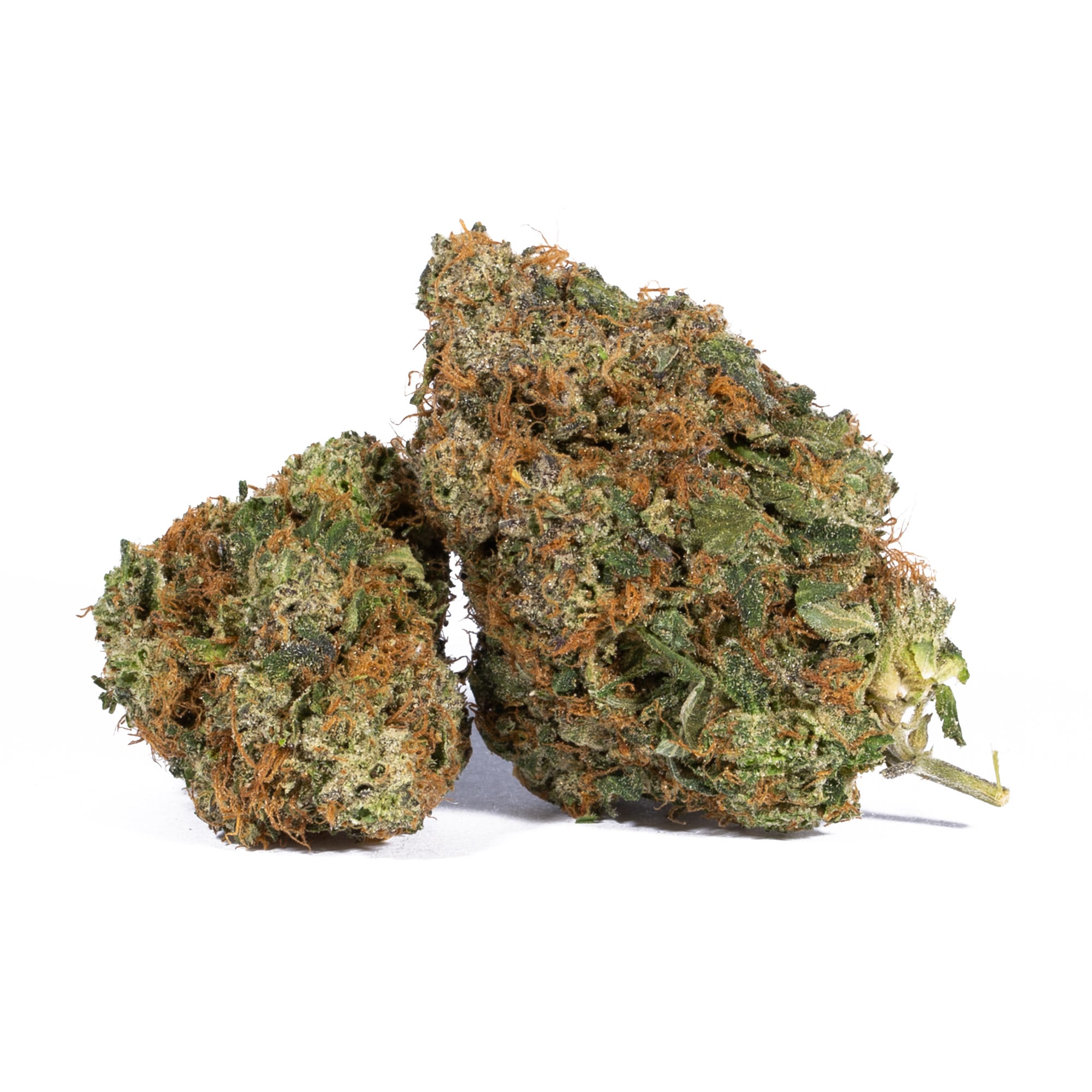 Pink Gorilla (AAA+) Promo Pink Gorilla (AAA+) Promo