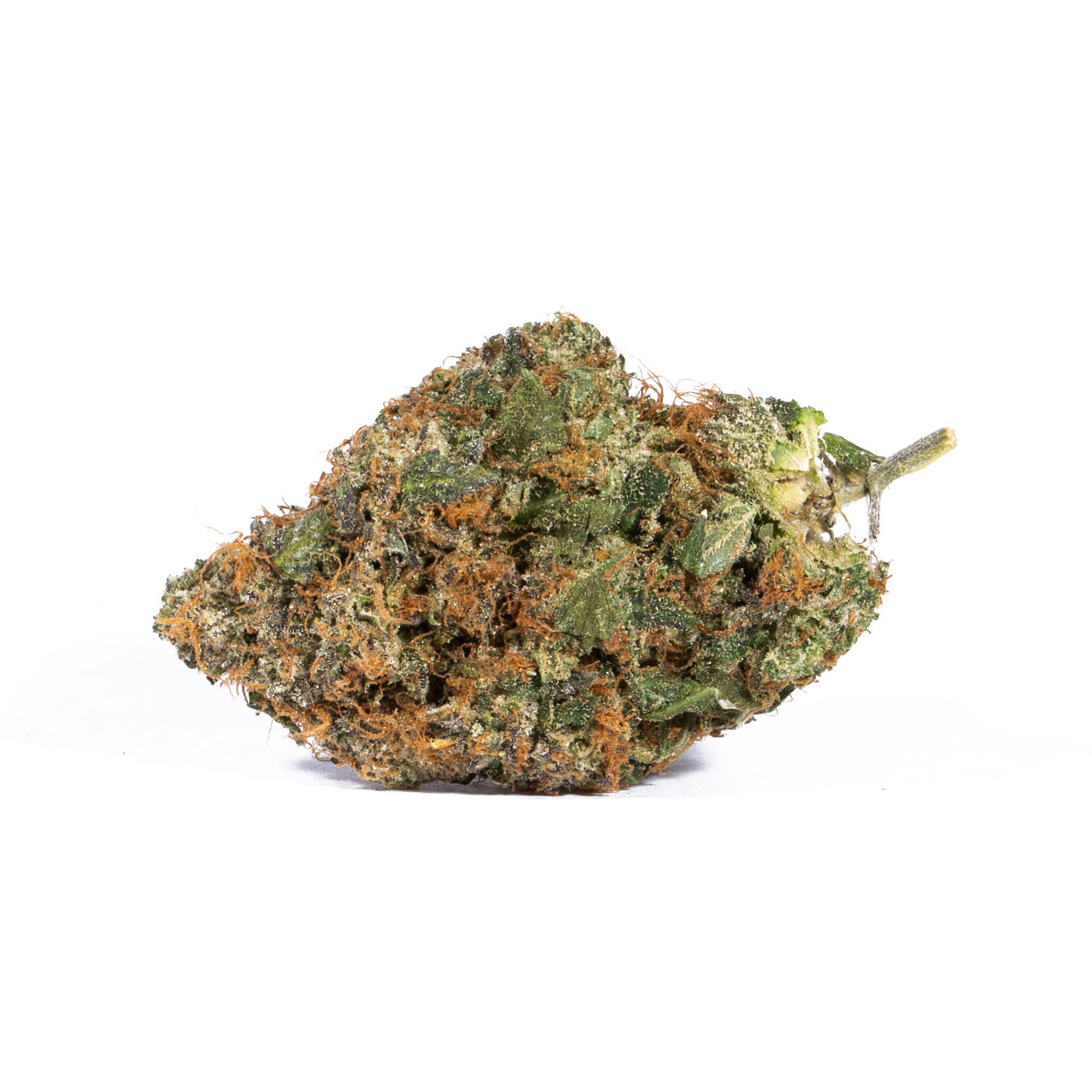 Pink Gorilla (AAA+) Promo Pink Gorilla (AAA+) Promo