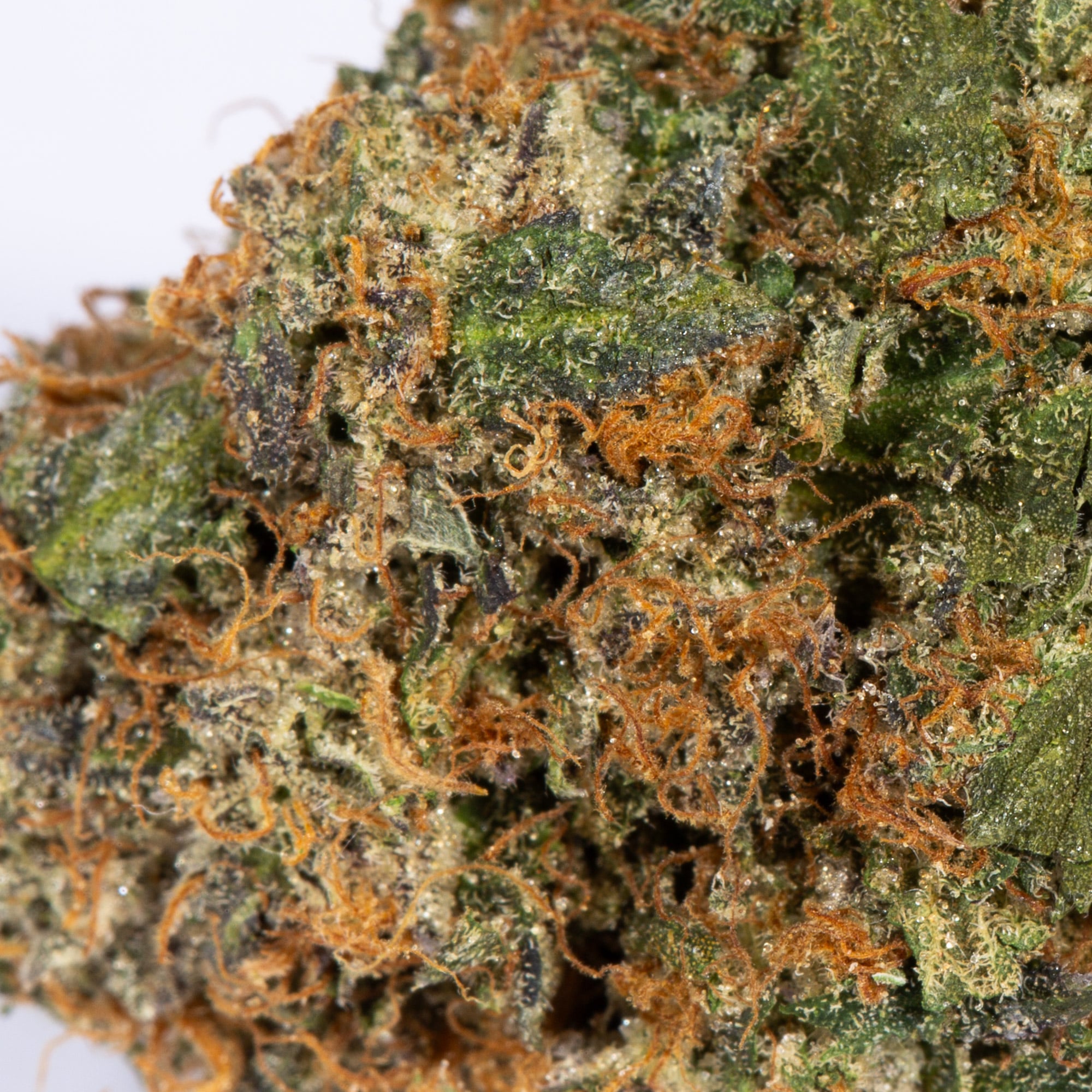 Pink Gorilla (AAA+) Promo Pink Gorilla (AAA+) Promo