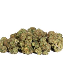 Pink Gorilla (AAA+) Promo