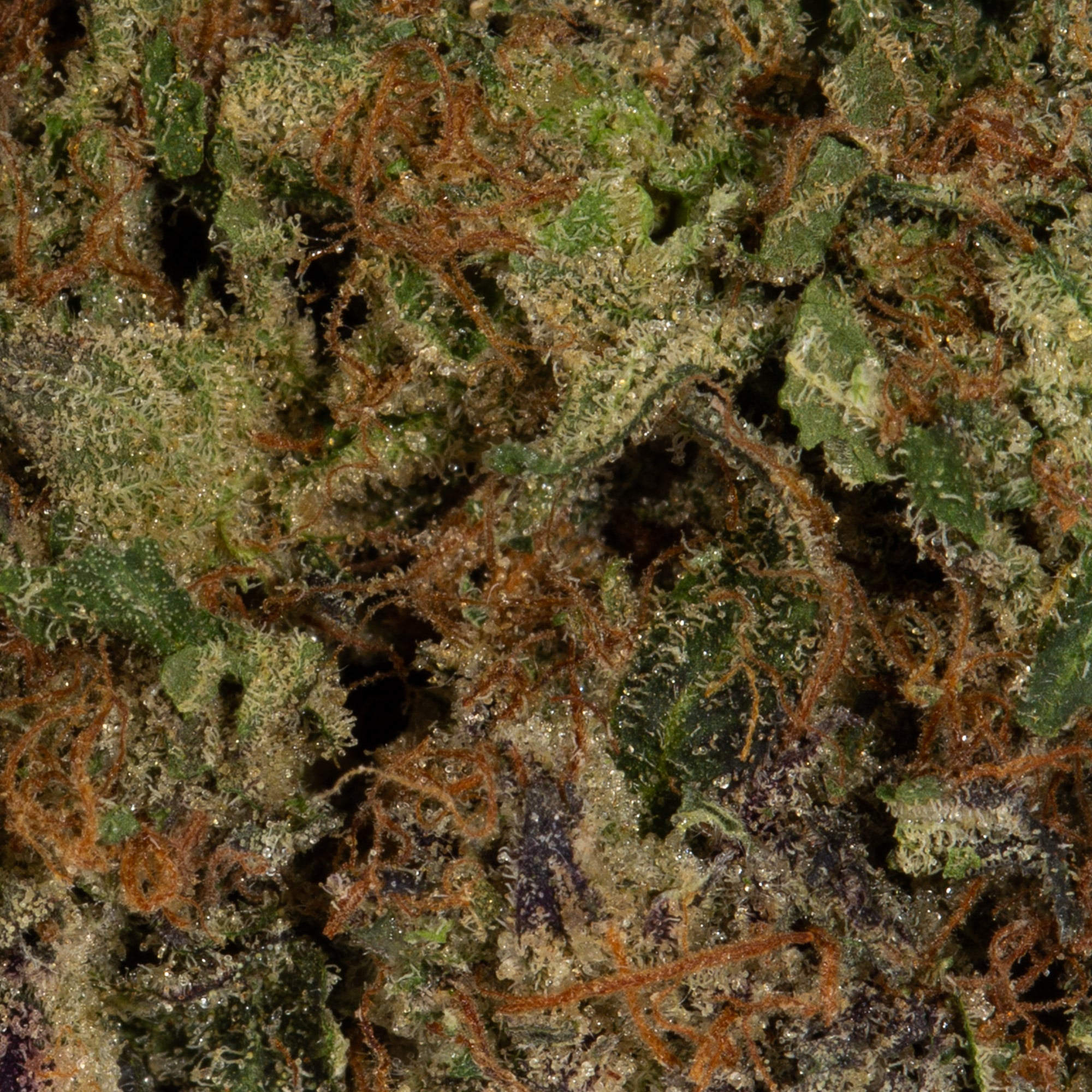 Tropicana Haze (AAAA) Tropicana Haze (AAAA)