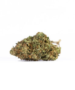 Lemon Sweet Skunk (AAA) Lemon Sweet Skunk (AAA)