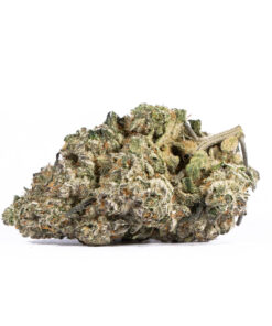 Papaya (AAAA+) Papaya (AAAA+)