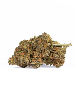 Tropic Thunder (AA+) Tropic Thunder (AA+)