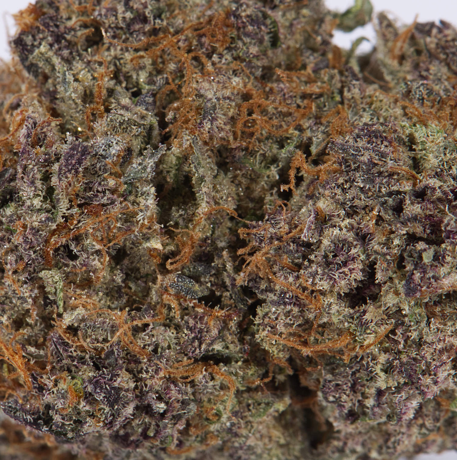 Alien Mints (AAAA) Alien Mints (AAAA)