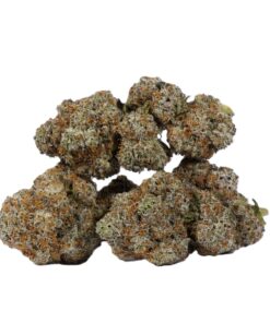 Cactus (AAAA)