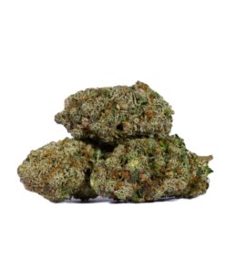 Harlequin (AAAA)